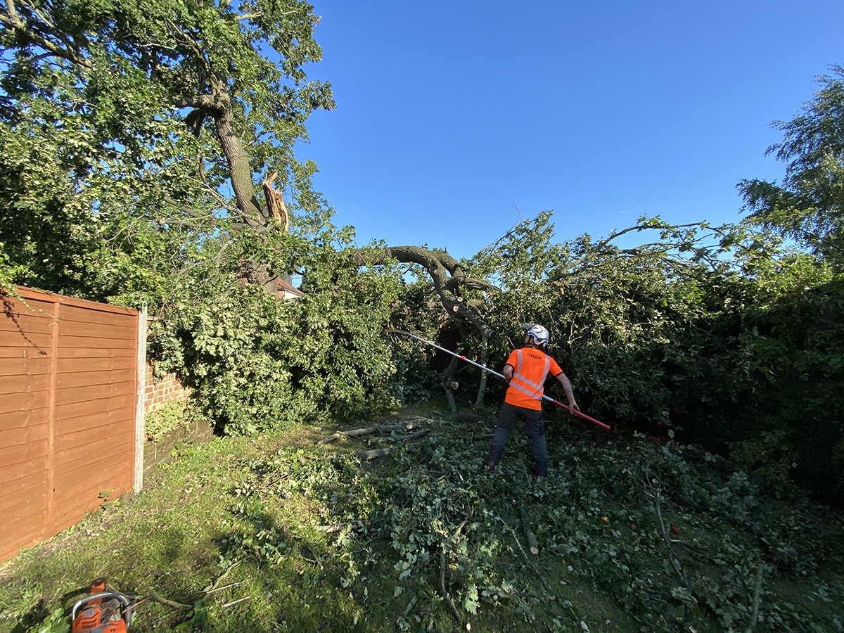 arborist removing tree from garden in Norwich