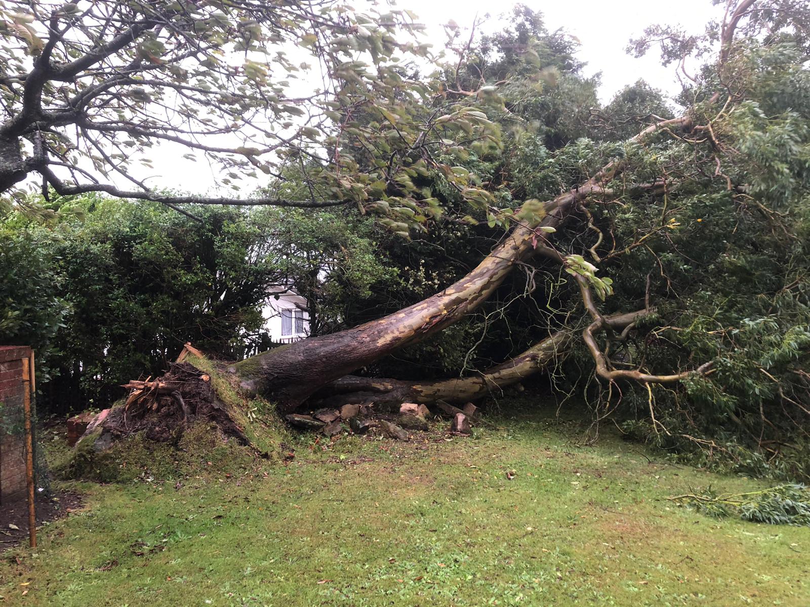 Fallen Tree after storm