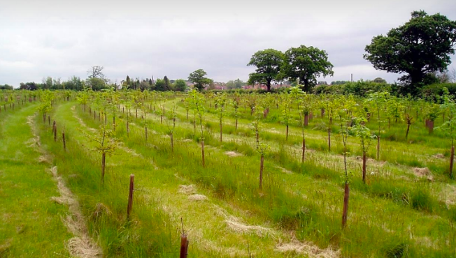 planting trees