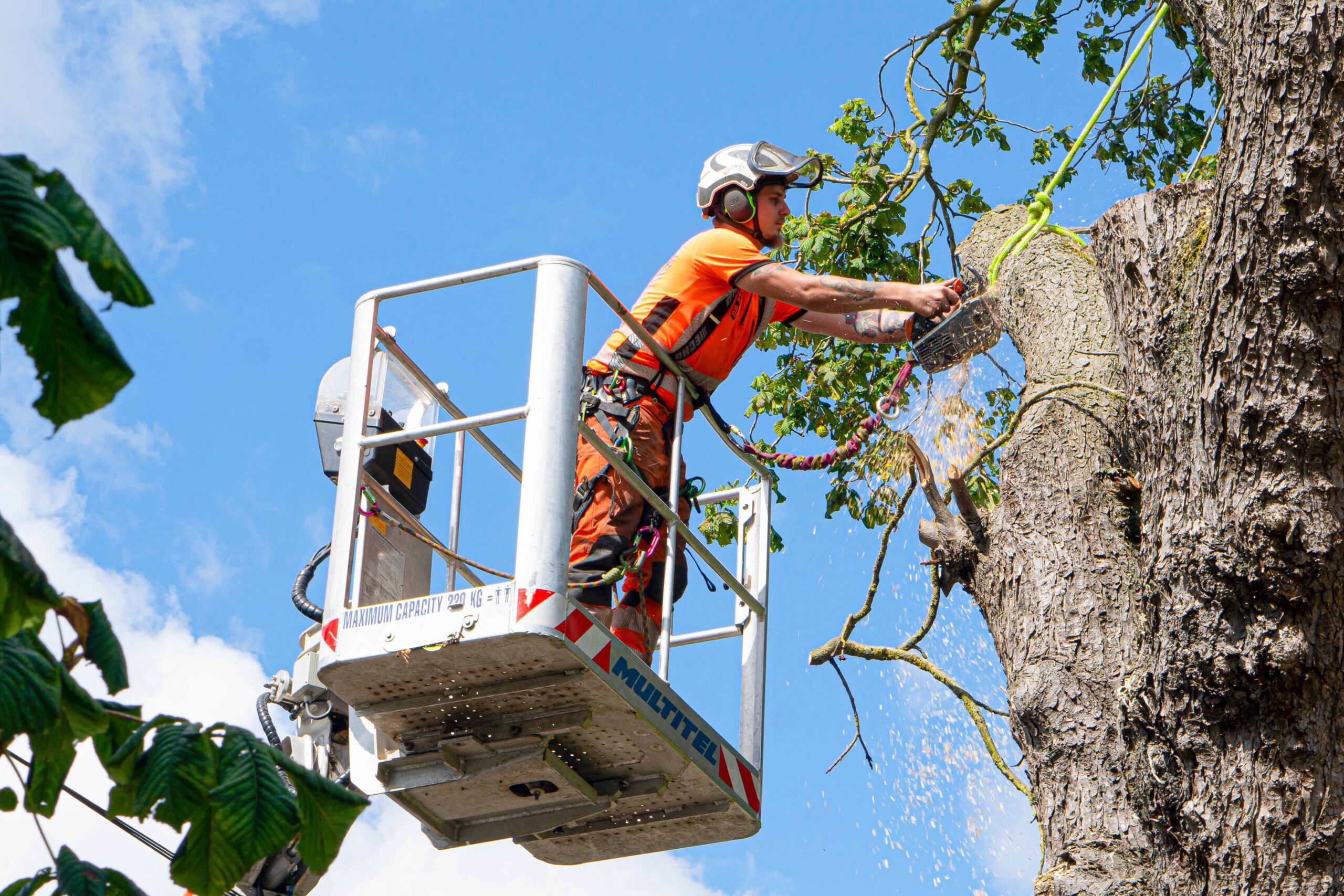 Tree Removal project 2 by Priority Landscaping Manchester