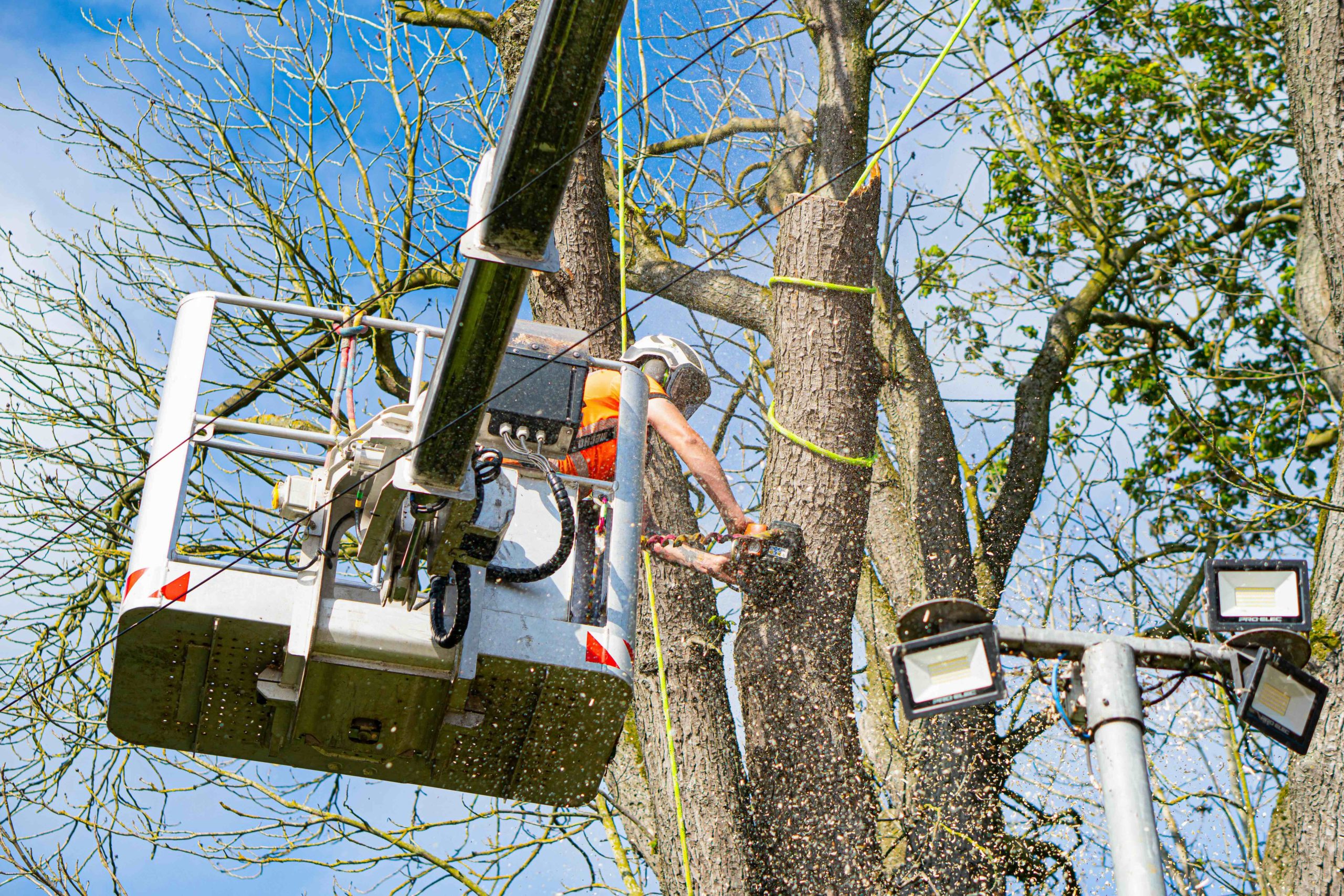 Why You Should Be Using an ARB Approved Tree Surgeon | Dr Stump